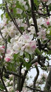 Attēlu rezultāti vaicājumam “Malus domestica flower”