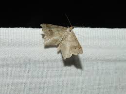 Attēlu rezultāti vaicājumam “Macaria alternata”