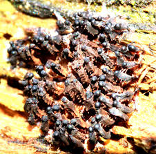 Attēlu rezultāti vaicājumam “Diderma subviridifuscum var. macrospora* young”