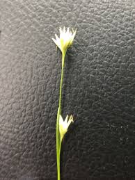 Attēlu rezultāti vaicājumam “Rhynchospora alba”