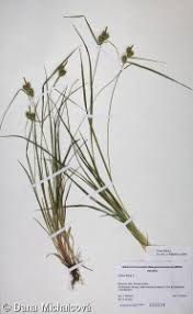 Attēlu rezultāti vaicājumam “Carex flava”