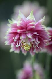 Attēlu rezultāti vaicājumam “Aquilegia vulgaris bud”