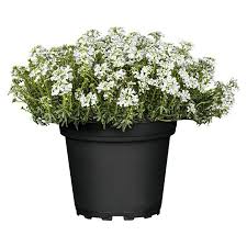 Image result for Schleifenblume