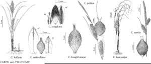 Attēlu rezultāti vaicājumam “Carex lasiocarpa leaf”