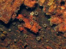 Attēlu rezultāti vaicājumam “Hyphodiscus hymeniophilus”