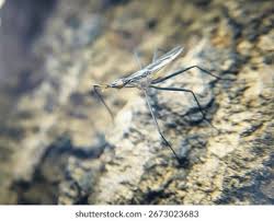 Attēlu rezultāti vaicājumam “Gerridae imago”