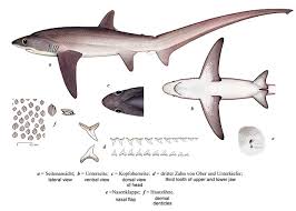 Image result for Alopias superciliosus