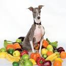 Shellac - Excellent Italian Greyhound