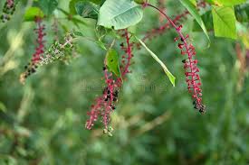 Attēlu rezultāti vaicājumam “Phytolaccaceae”