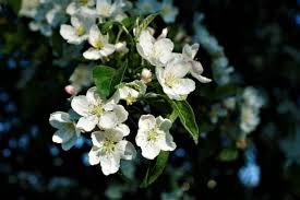 Attēlu rezultāti vaicājumam “Malus x zumi”