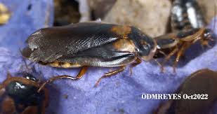 Attēlu rezultāti vaicājumam “Badhamia dubia macro”