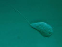 Attēlu rezultāti vaicājumam “Colloderma oculatum plasmodium”