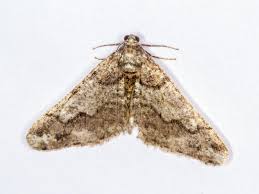 Attēlu rezultāti vaicājumam “Agriopis leucophaearia”