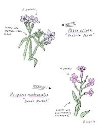 Attēlu rezultāti vaicājumam “Hesperis matronalis bud”