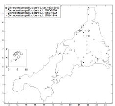 Attēlu rezultāti vaicājumam “Dichodontium pellucidum sporophyte”