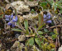 Attēlu rezultāti vaicājumam “Polygala amarella”