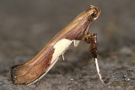 Attēlu rezultāti vaicājumam “Caloptilia stigmatella”