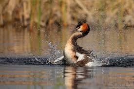 Attēlu rezultāti vaicājumam “Podiceps cristatus”