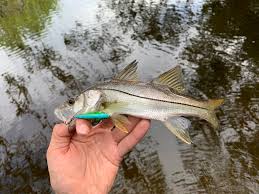 Image result for Centropomus parallelus