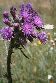 Attēlu rezultāti vaicājumam “Cirsium palustre leaf”