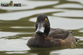 Attēlu rezultāti vaicājumam “Aythya fuligula female”