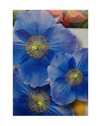 Image result for Scheinmohn