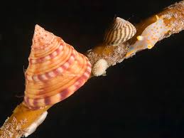 Attēlu rezultāti vaicājumam “Mollusca”