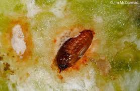 Attēlu rezultāti vaicājumam “Galerucella nymphaeae pupa”