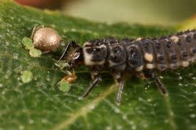Attēlu rezultāti vaicājumam “Adalia bipunctata larva”