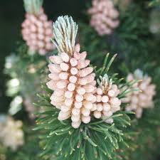 Attēlu rezultāti vaicājumam “Pinus mugo fruit”