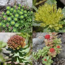 Attēlu rezultāti vaicājumam “Rhodiola rosea flower”