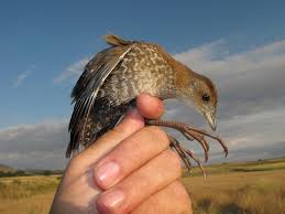 Image result for Porzana pusilla