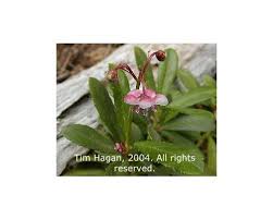 Attēlu rezultāti vaicājumam “Chimaphila umbellata”