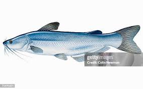 Image result for Ictalurus furcatus