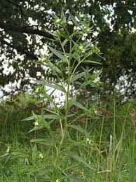 Attēlu rezultāti vaicājumam “Lithospermum officinale”
