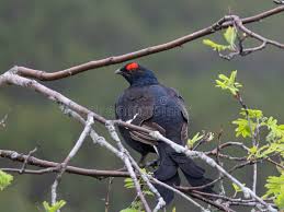 Image result for Tetrao tetrix