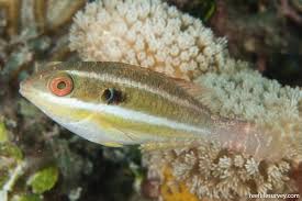 Image result for Sparisoma aurofrenatum