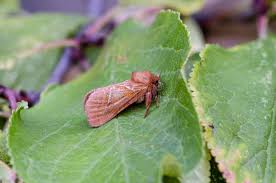 Attēlu rezultāti vaicājumam “Hepialus sylvina”