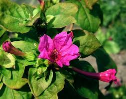 Image result for Mirabilis jalapa