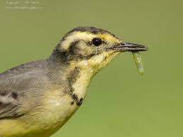 Attēlu rezultāti vaicājumam “Motacilla flava flava adult”