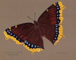 Attēlu rezultāti vaicājumam “Nymphalis antiopa”