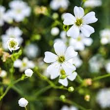 Image result for Gypsophila elegans