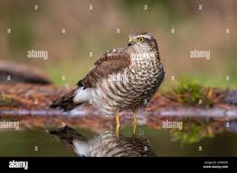 Attēlu rezultāti vaicājumam “Accipiter nisus male”
