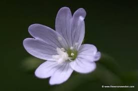 Attēlu rezultāti vaicājumam “Epilobium montanum flower”