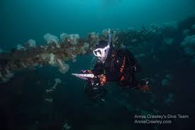 Image result for Seabug Divers