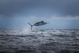 Image result for Makaira nigricans