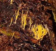 Attēlu rezultāti vaicājumam “Ramariopsis crocea”