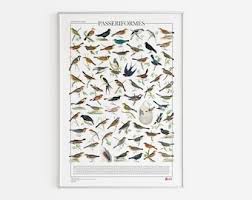 Attēlu rezultāti vaicājumam “Passeriformes”