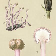 Attēlu rezultāti vaicājumam “Claviceps purpurea”