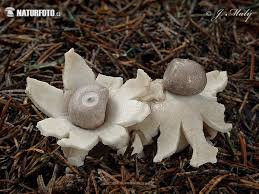 Attēlu rezultāti vaicājumam “Geastrum quadrifidum”